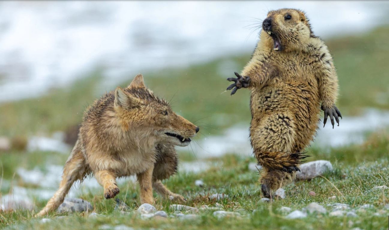 В жизни такого не увидишь. Лучшие фотографии дикой природы, победившие на мировом конкурсе (ФОТО)