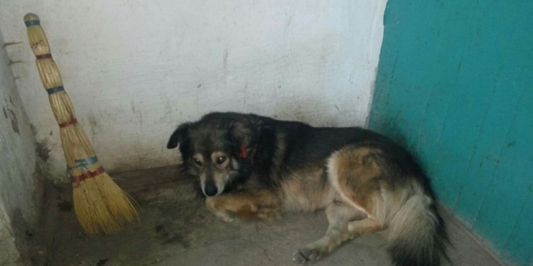 В Николаеве по жалобе жильцов отловили бездомного пса, который был передан в собственность известной спортсменке Анне Куркуриной (ФОТО)