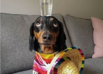 За что пса Харлсо прозвали «королем балансировки» и дали международную премию (ФОТО, ВИДЕО)