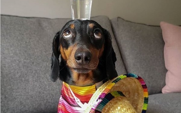 За что пса Харлсо прозвали «королем балансировки» и дали международную премию (ФОТО, ВИДЕО)