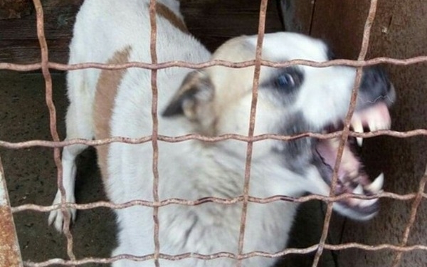 В Николаеве – очередная жертва нападения бездомных собак: в Заводском районе укусили женщину