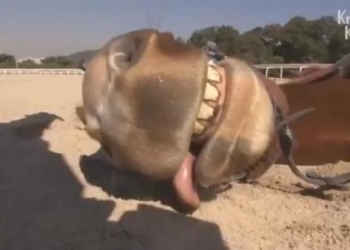 Не желающий ходить под седлом конь каждый раз притворяется мертвым, когда на него садится наездник (ВИДЕО)