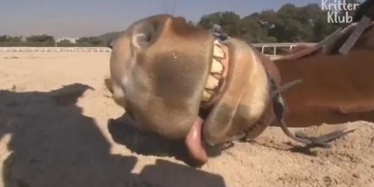 Не желающий ходить под седлом конь каждый раз притворяется мертвым, когда на него садится наездник (ВИДЕО)