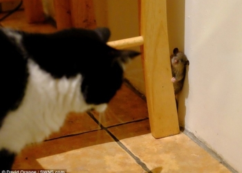 Том и Джерри – не придуманная история: как мышь из добычи превратилась в охотника на кошку (ВИДЕО)