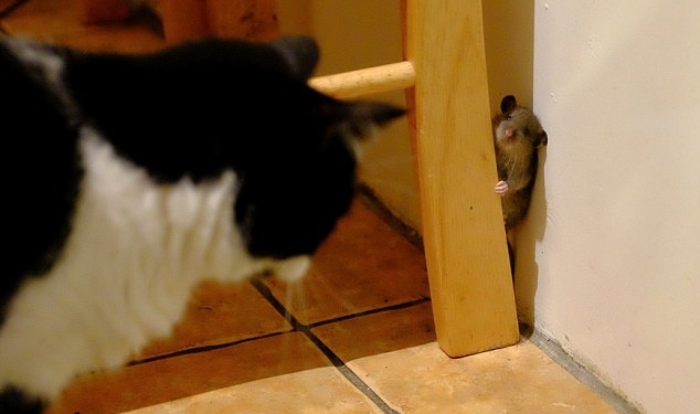 Том и Джерри – не придуманная история: как мышь из добычи превратилась в охотника на кошку (ВИДЕО)