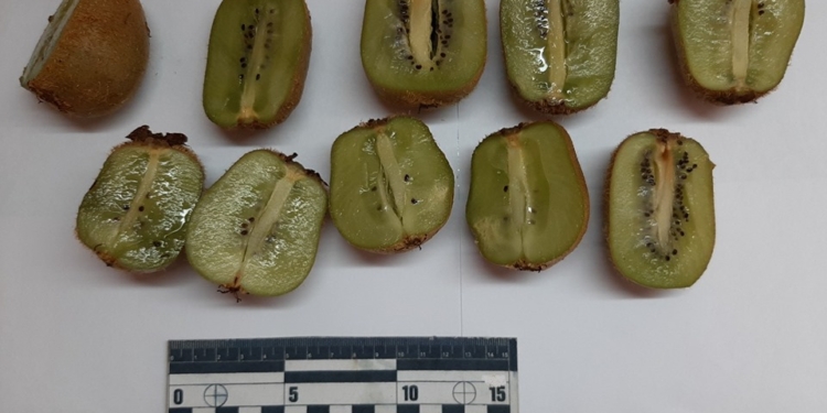 И выпивка, и закусь? В Николаевский СИЗО пытались доставить «прозрачное вещество со специфическим запахом» в киви (ФОТО)