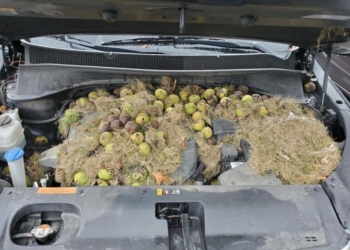 Моторный отсек автомобиля вполне пригоден для хранения орехов – доказано белкой (ФОТО)