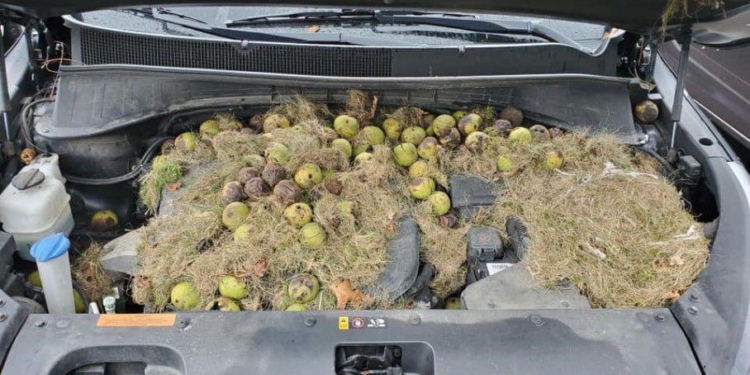 Моторный отсек автомобиля вполне пригоден для хранения орехов – доказано белкой (ФОТО)