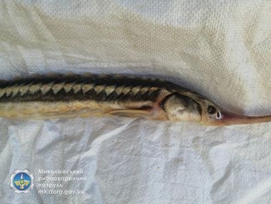 Снова на рынках Николаева продавали стерлядь и севрюгу. Рыбоохрана сказала, что делать рыбакам, которым повезло (ФОТО)