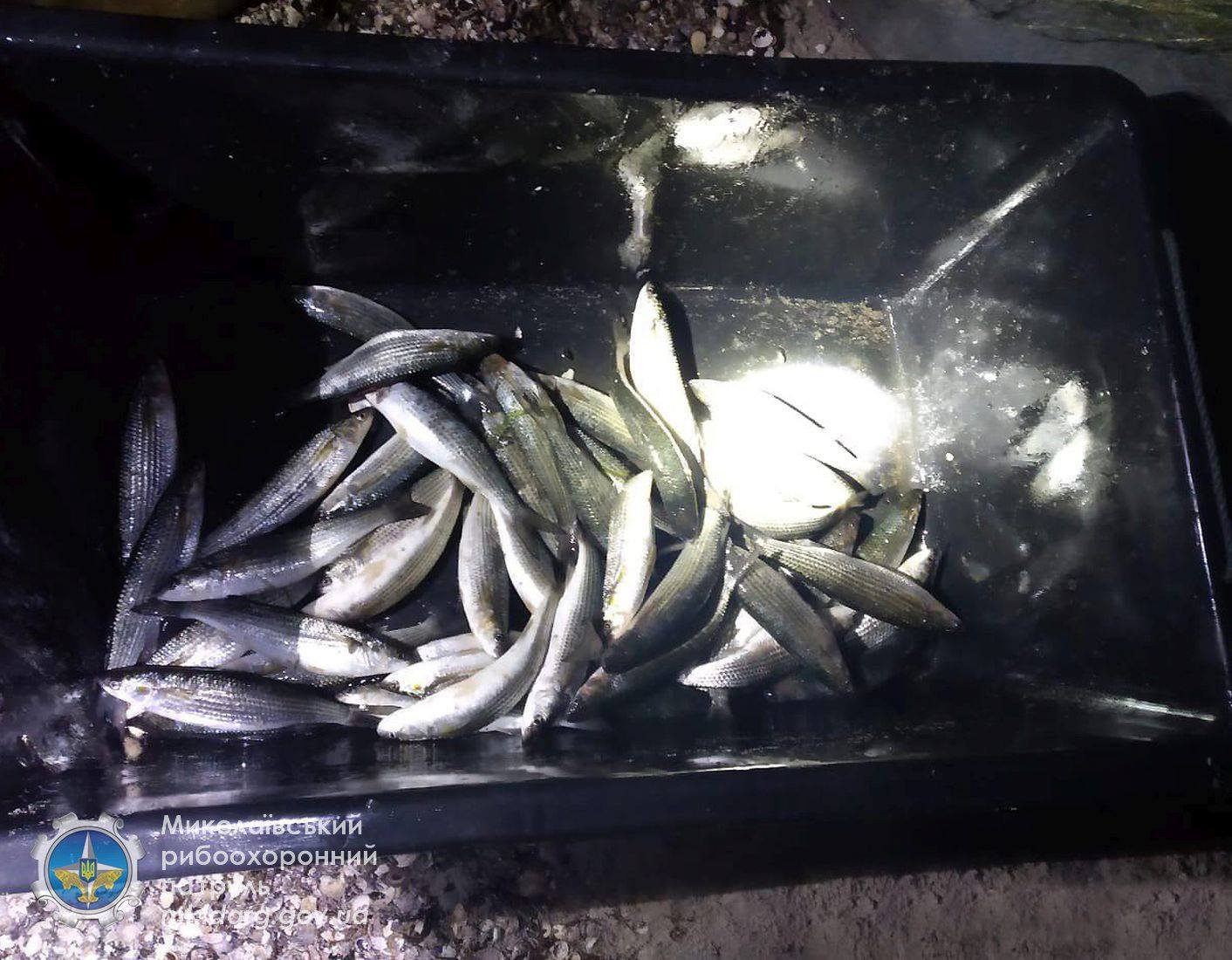 На Николаевщине браконьер поймал 4 сетями почти 50 кефалин, но был сам уловлен Николаевским рыбоохранным патрулем (ФОТО, ВИДЕО)