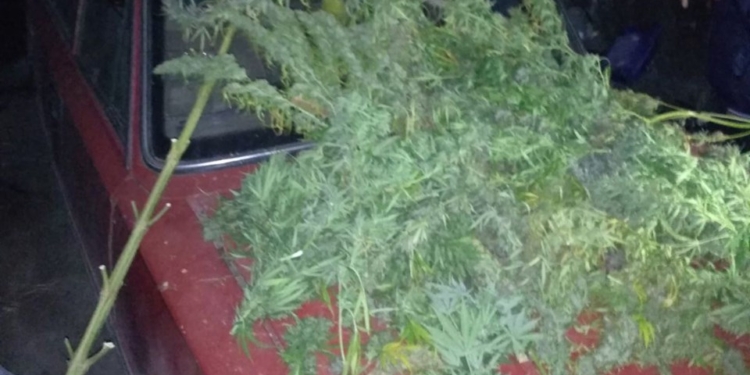 76 кустов конопли, 6,5 кг марихуаны и 55 патронов – итоги «визита» полицейских к двум жителям Вознесенского района (ФОТО)