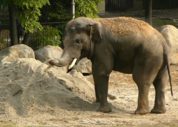 Игры в песочнице: Киевский зоопарк разместил видео играющего слона (ВИДЕО)