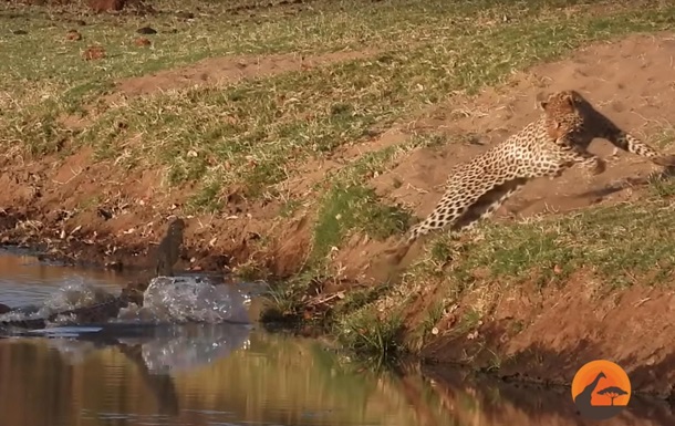 Бой крокодила и леопарда за еду сняли на видео 1