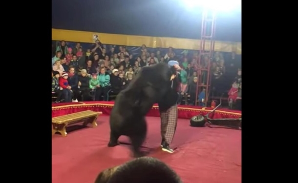 В российском цирке медведь напал на дрессировщика во время представления (ВИДЕО)