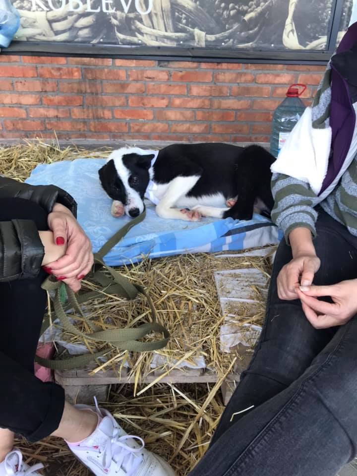 Выставка беспородных собак в Николаеве: семеро нашли свой дом! (ФОТО) 5