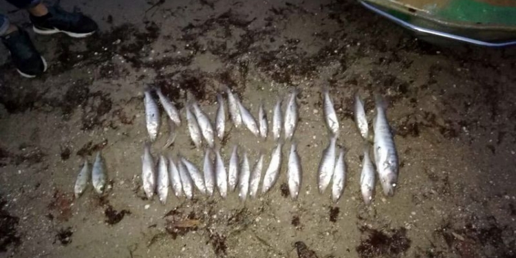 Три десятка судаков обойдутся николаевскому браконьеру в 20 тыс.грн (ФОТО)