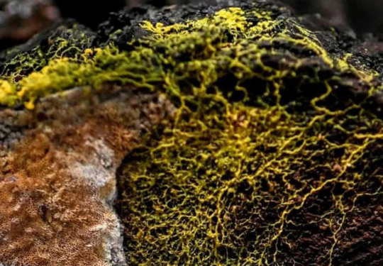 Не растение и не животное: в зоопарке Парижа появилось существо без мозга, но с 720 полами (ФОТО, ВИДЕО)