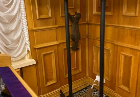 «Песец был бы уместнее»: в Раде обнаружили куницу