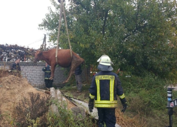 В Николаеве с помощью подъемного крана из ямы вытаскивали корову (ФОТО)