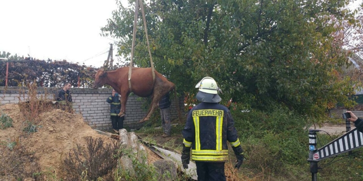 В Николаеве с помощью подъемного крана из ямы вытаскивали корову (ФОТО)