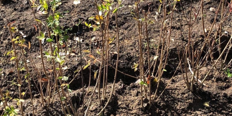 В Николаеве массово стартовала осенняя посадка деревьев и кустов (ФОТО)