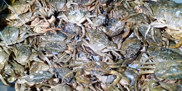 В Херсонской области задержали браконьеров с уловом краснокнижных крабов на 89 млн гривен