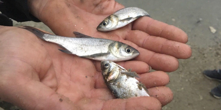 Зарыбление водоемов Николаевской области продолжается: сеголеток толстолобика, карпа и белого амура выпустили в районе Новой Одессы (ФОТО)