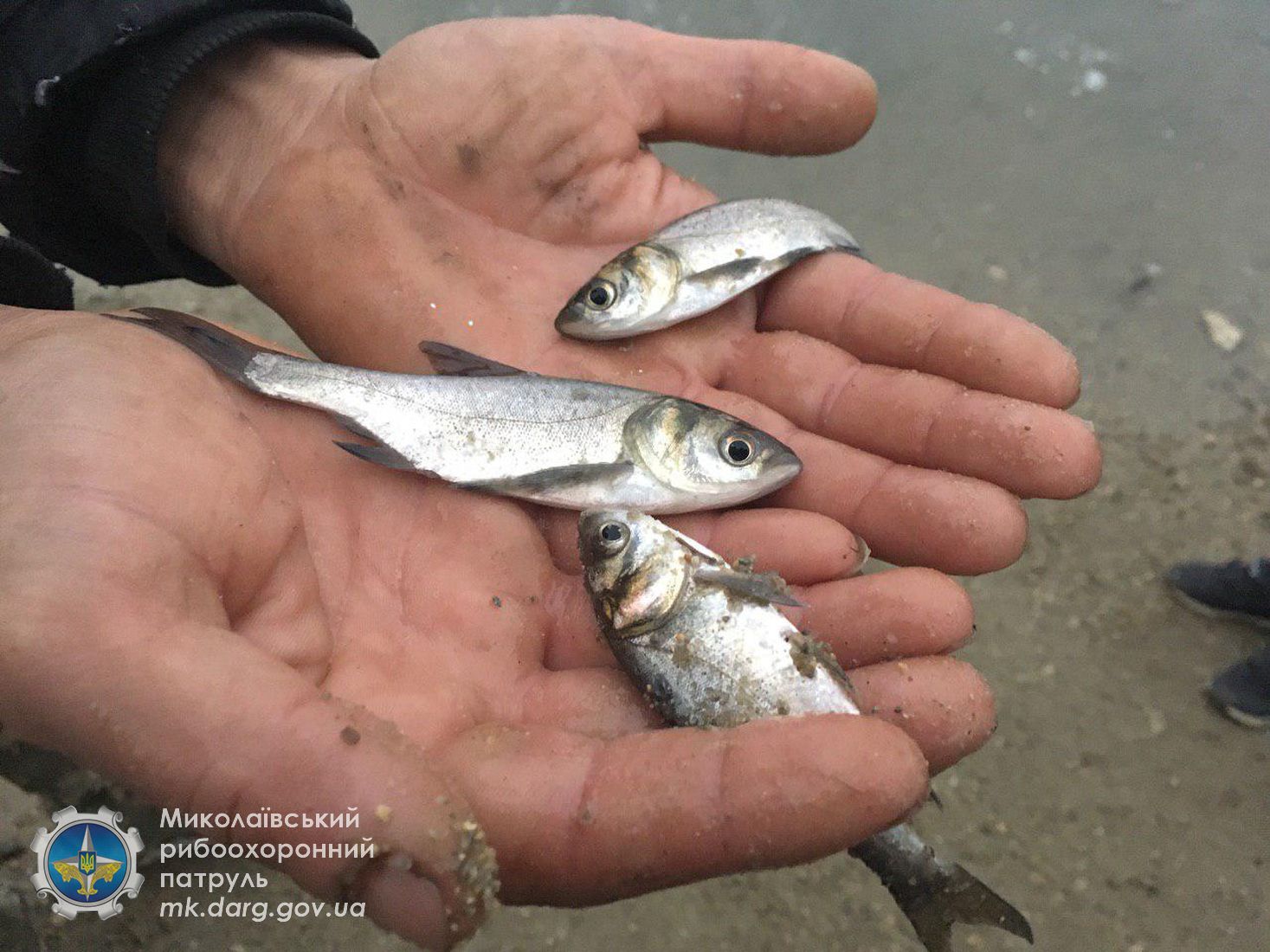 Зарыбление водоемов Николаевской области продолжается: сеголеток толстолобика, карпа и белого амура выпустили в районе Новой Одессы (ФОТО)