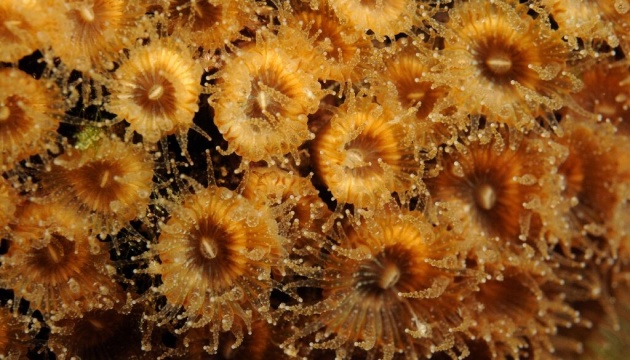 Биологи обнаружили воскресшие колонии кораллов в Средиземном море (ФОТО) 3