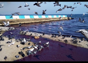 Море стало фиолетовым. Что произошло в Феодосии? (ФОТО, ВИДЕО)