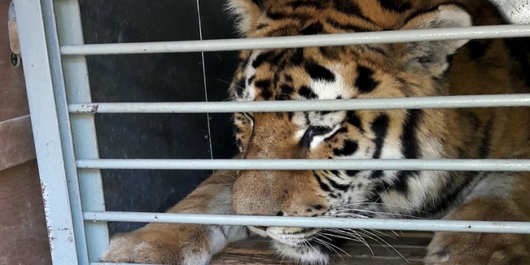 Амурский тигренок из Николаевского зоопарка переехал в Одессу (ФОТО)