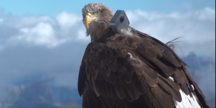 Супероператор. Орел снял на GoPro таяние ледников (ВИДЕО)