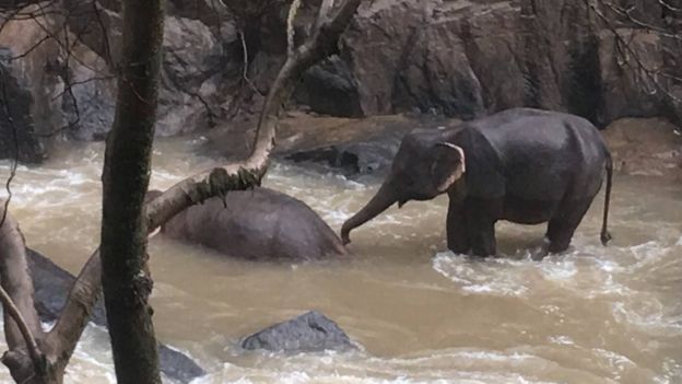 Спасали слоненка. В Таиланде упали в водопад и разбились 6 слонов (ФОТО, ВИДЕО) 3