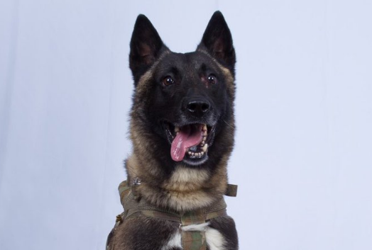 Трамп показал фото собаки, раненной во время ликвидации главаря ИГИЛ