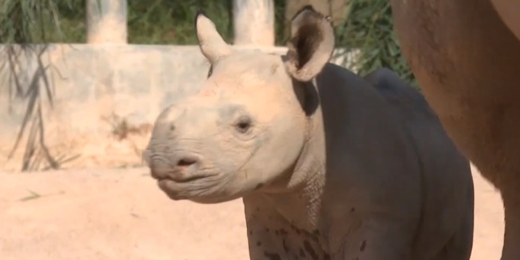 Маленького черного носорога показали в китайском зооцентре (ВИДЕО)