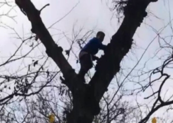 Под Днепром спасатели снимали с высокого дерева мальчика, который полез туда за грибами (ВИДЕО)