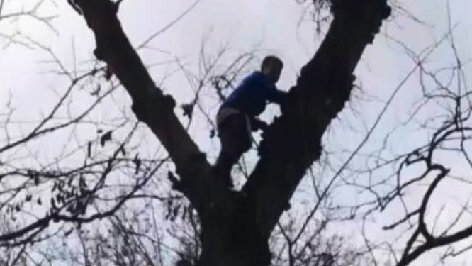 Под Днепром спасатели снимали с высокого дерева мальчика, который полез туда за грибами (ВИДЕО)