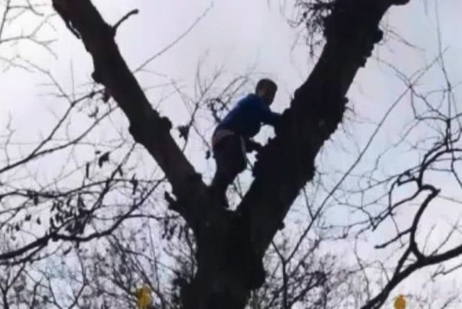 Под Днепром спасатели снимали с высокого дерева мальчика, который полез туда за грибами (ВИДЕО) 1