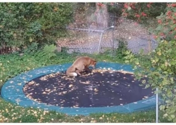 Рыжая батутистка: игры шведской лисы восхитили сеть