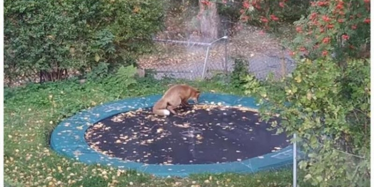 Рыжая батутистка: игры шведской лисы восхитили сеть