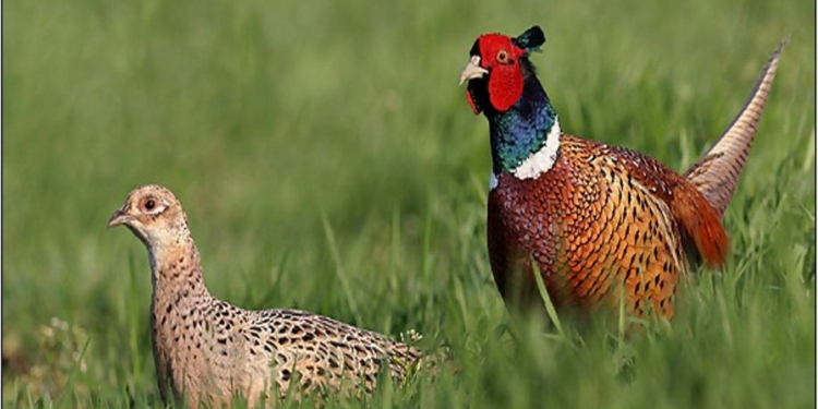 Плодитесь и размножайтесь. На Херсонщине выпустили на волю более 100 фазанов