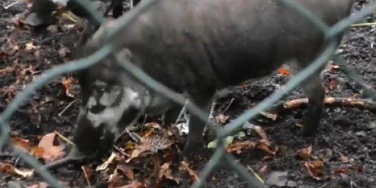 Идут следами человека: свиньи используют орудия труда (ВИДЕО)