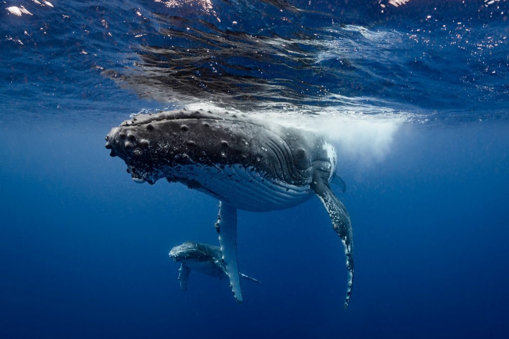 Горбатым китам, которые почти исчезли полвека назад, больше не грозит вымирание 1