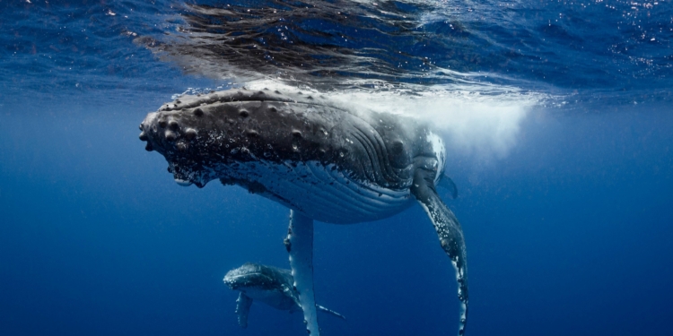 Горбатым китам, которые почти исчезли полвека назад, больше не грозит вымирание
