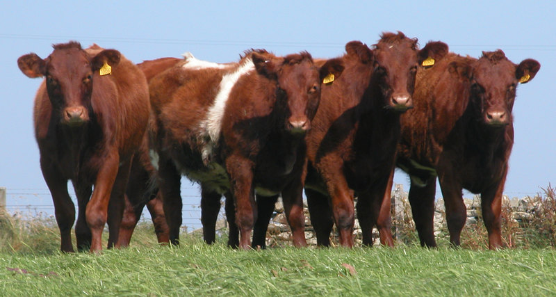 Китайські вчені клонували трьох корів голштинської породи 3