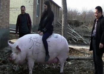 Пятачок подрос. В Китае выращивают свиней, которые весят больше полярных медведей