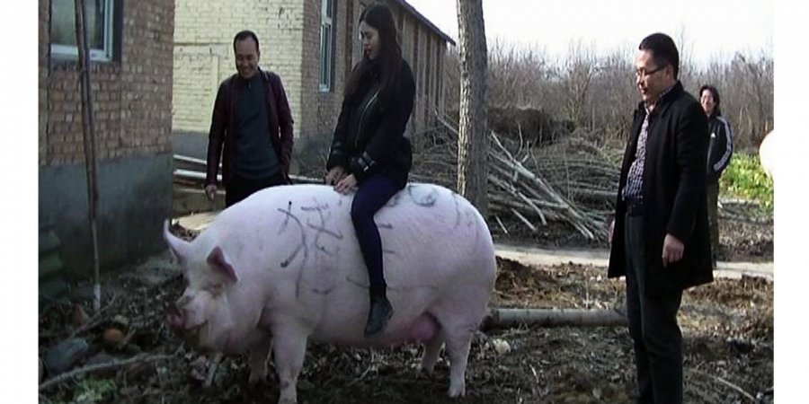 Пятачок подрос. В Китае выращивают свиней, которые весят больше полярных медведей 1