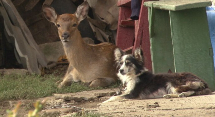 Подобрали, обогрели. В Одесской области семья растит олененка – он любит виноград (ВИДЕО)
