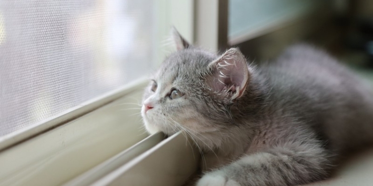 Завтра в Украине без осадков, температура до +21