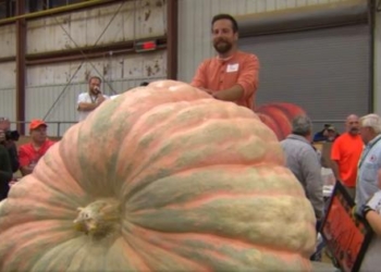Тяжелее автомобиля:  гигантскую тыкву вырастил американский фермер